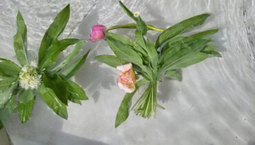 Bela Hamvaš, <i>Psihologija branja cveća</i>