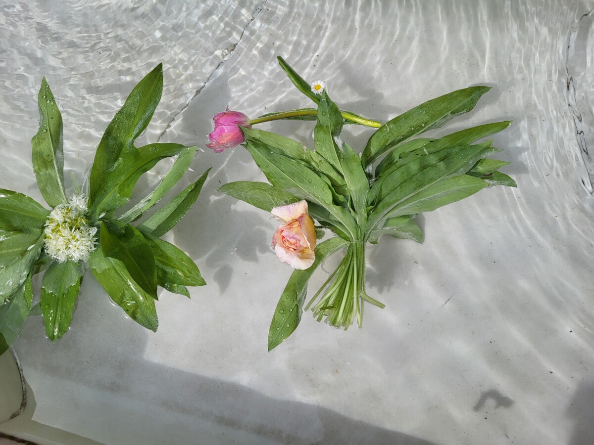 Bela Hamvaš, <i>Psihologija branja cveća</i>